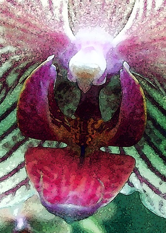 Series: ORCHIDACEOUS CREATURES 