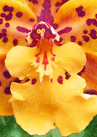 Orchidaceous Orange Butterfly