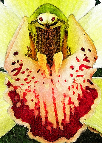 Orchidaceous Beetle