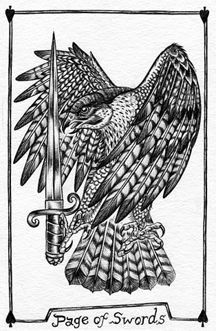 page of swords, valet of swords, gray tarot, peregrine falcon, sword, birds, nature tarot