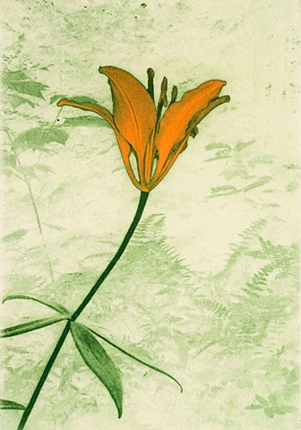 Wood Lily 2