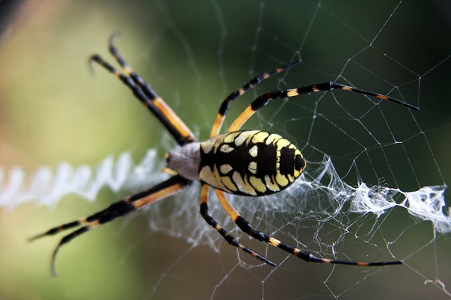 Spider in South Carolina