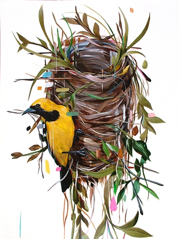 oriole and nest