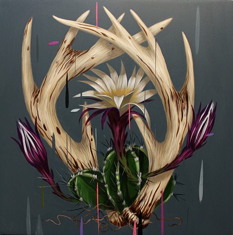 Echinopsis and Antlers