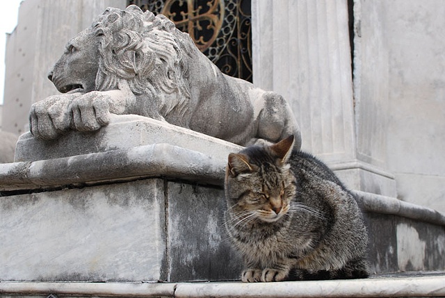 Untitled (Recoleta cat with statue)