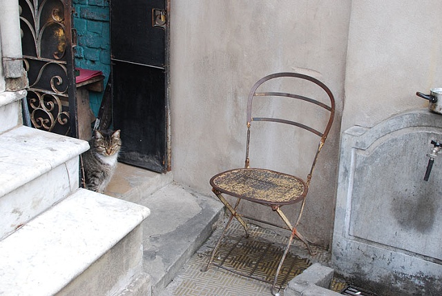 Untitled (Recoleta cat with chair)