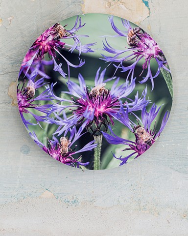 bees spotted knapweed flower pollination art by muffin