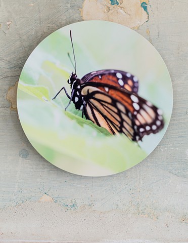 monarch green butterfly art by muffin