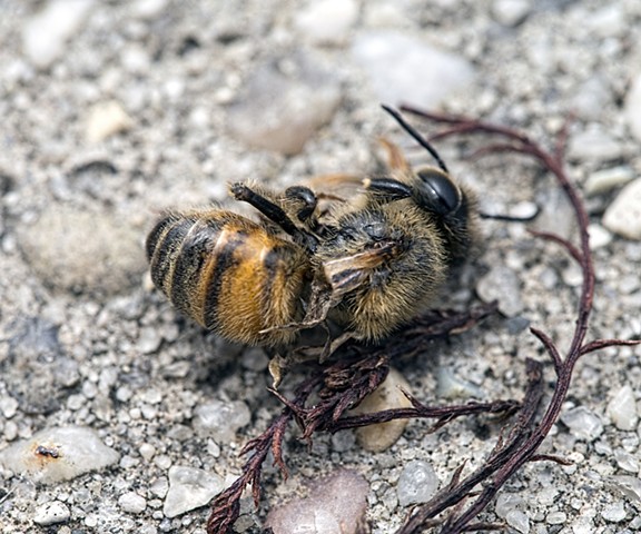 macro shot of dead bee New Orleans Louisiana