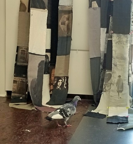 A tired and hungry homing pigeon who wandered into my studio and stayed for a week.