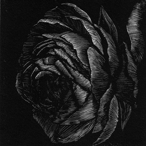 a relief engraving of a ranunculus flower