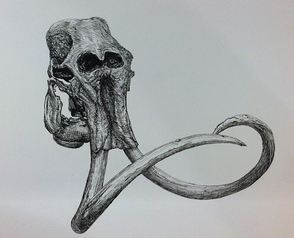 a pen and ink black and white drawing of a wooly mammoth skull elephant tusks crosshatching