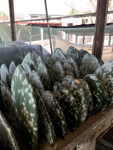 Cochineal on Cactus