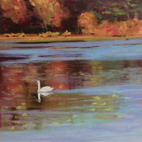 Swan a Swimming