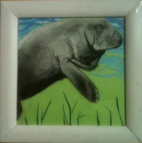 Manatee in shallow water