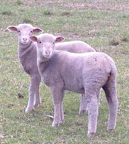 White merino lambs Ferne & Lily