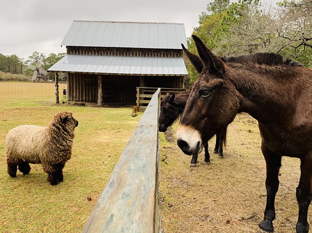 Cutie Fiona meets new & quite fabulous mule, Josephine. 