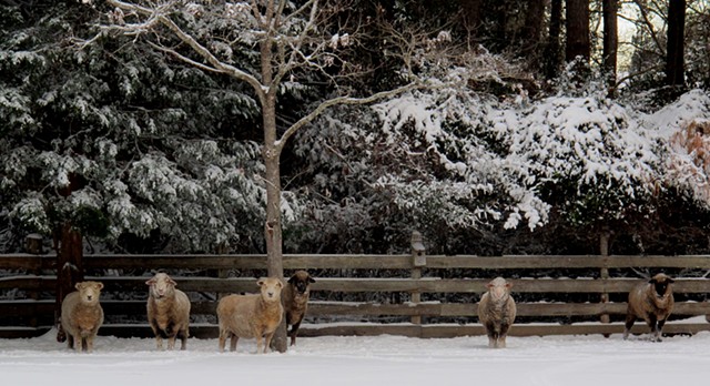 Sheep in January 2018 ~9" Snowfall