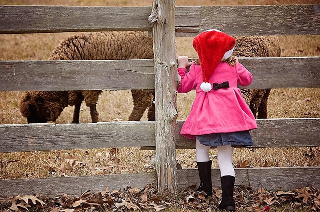 Christmas 2013 at Island Farm c.1847.
I never tire of seeing the sparkle in the children's eyes when they see & hear the sheep.
(photo by Melodie Leckie)