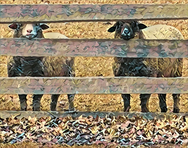 Beautiful Merino ewes Lily & Millie