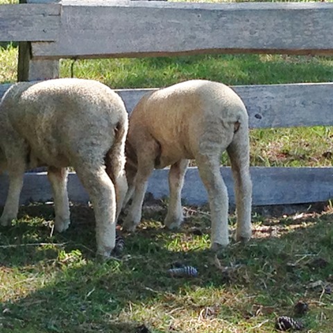 Ferne & Lily, merino lambs, spring 2014