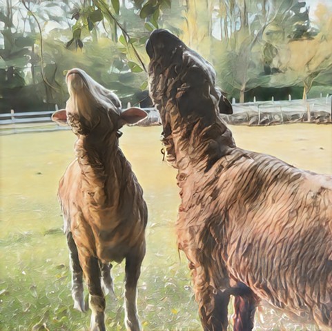 Merino’s Millie & Lily reach for Spring leaves 