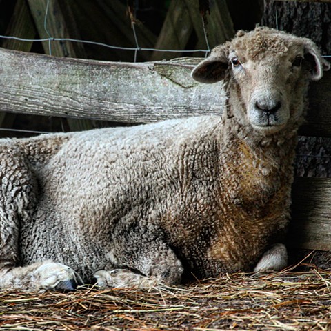 Great shot of Romney sheep, Mamie.
