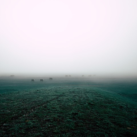 "Cows in the Fog"