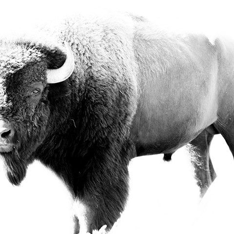 "In The Eye - Bison"
