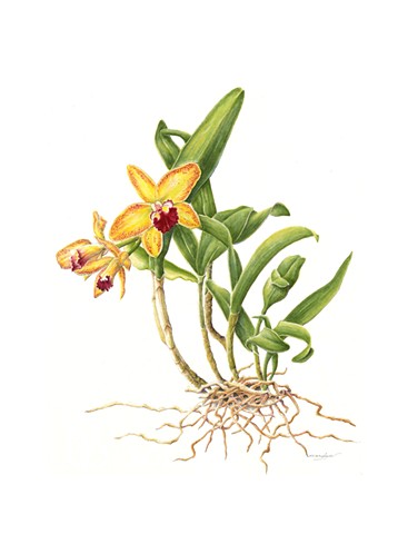 Orchid - Cattleya