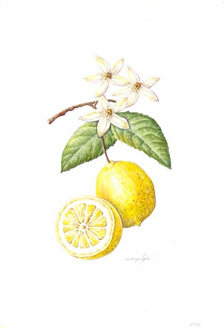 Lemon/Citrus x limon