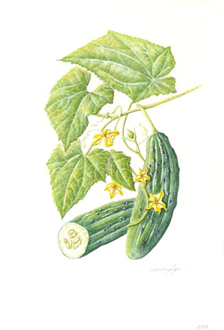 Cucumber/Cucumis sativas