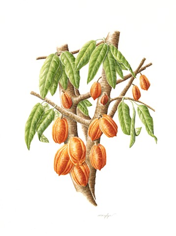 Cocoa Bean Tree