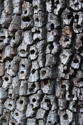 Evidence of Acorn Woodpeckers on the bark of an ancient oak near Thousand Oaks, California.
