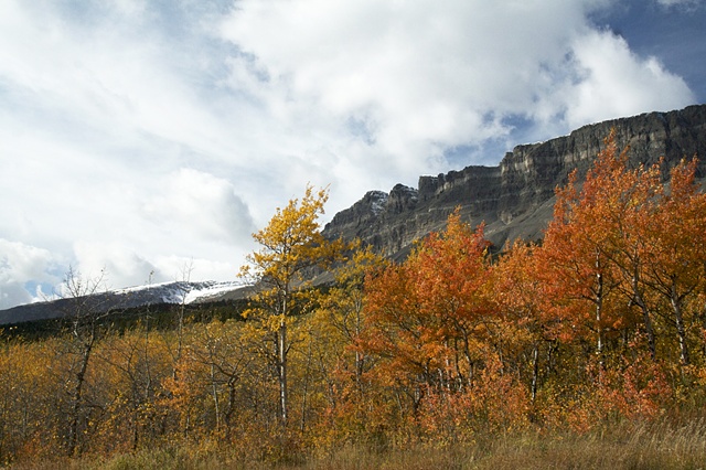 Fall leaves near the east entrance to Glacier National Park.