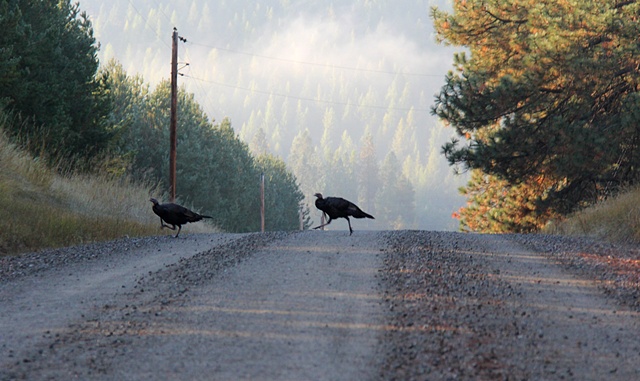 Two wild turkeys trot across a backroad in northwest Montana.