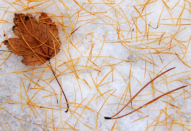 Autumn in Montana brings a shower of golden Tamarack (Larch) needles.