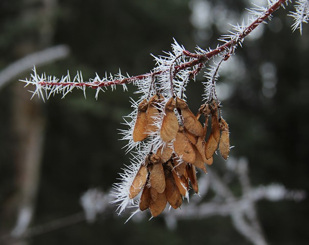 Morning fog freezes to form Hoar Frost crystals on an icy Montana morning.