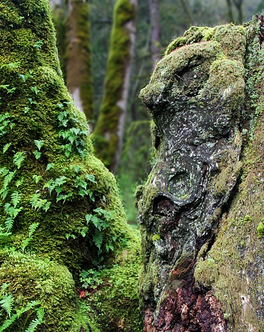 A "natural gargoyle" glares out from an old growth stump above the Columbia River in northern Oregon..