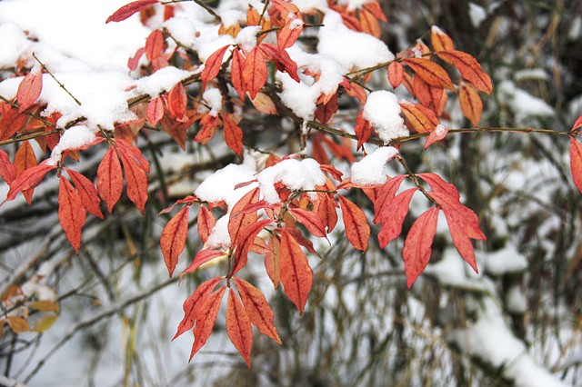 Red Dogwood on a snowy Montana morning.