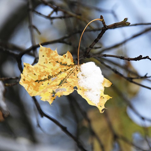 A lone maple leaf in the snows of northwest Montana.