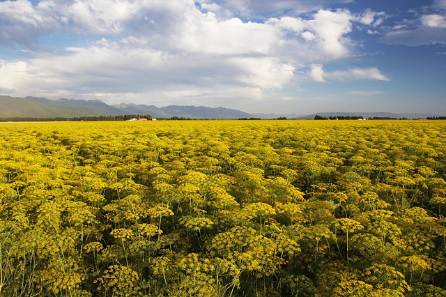 An August field of dill in bloom in the Flathead Valley of northwest Montana.