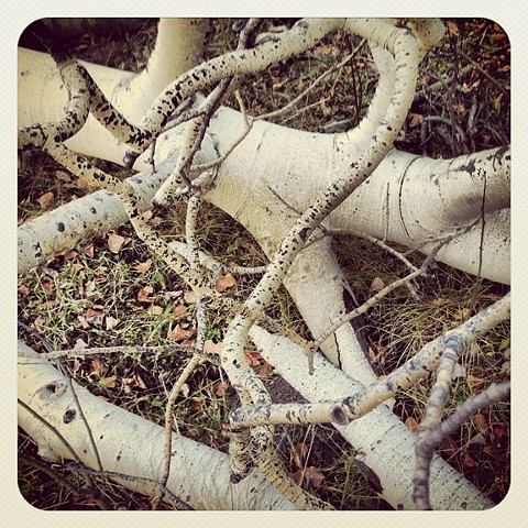 Tree Bones