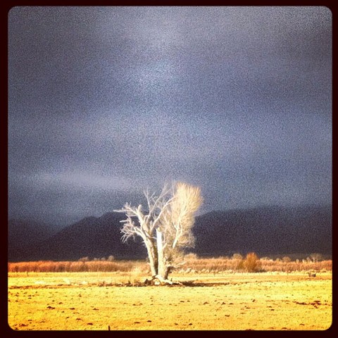 Taos Tree
