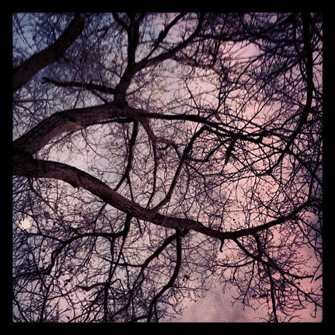 Pink Skies and Branches