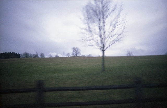 color photograph of tree in field by iris grimm