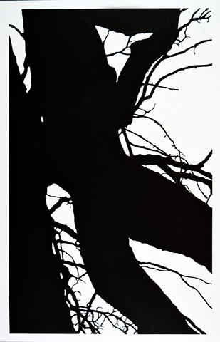 Tree Branch Abstract Ink Drawing