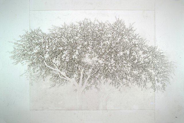 Art Tree Graphite Ink Drawing by Ian Crawley
