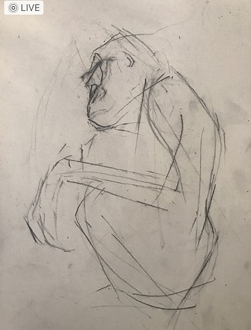 Gorilla Drawing # (Gigi November 2019)