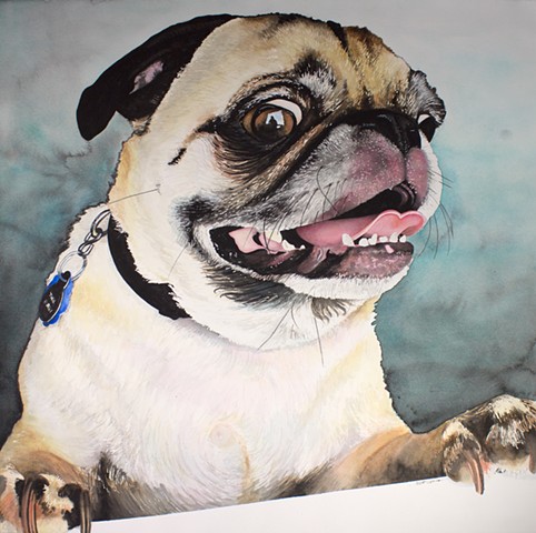 pug dog watercolor painting by Corbett Sparks